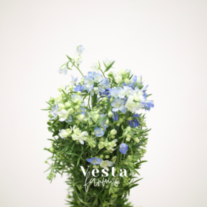 Delphinium Japan Blue